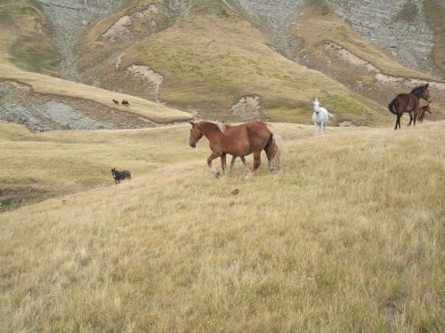 trekking con i muli-104.JPG